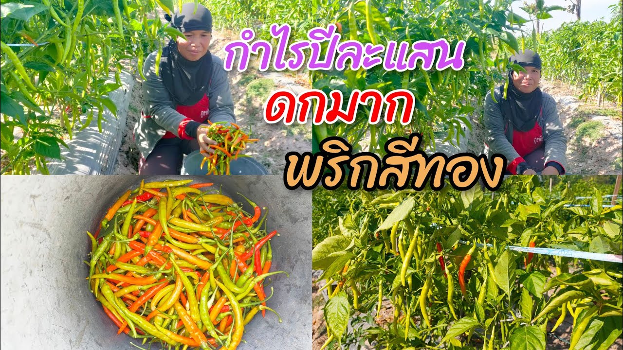 ปลูกพริกเงินแสน พริกสีทอง ราคาดี ลูกดกมาก กำไรปีละแสน ปลูก3พันต้น