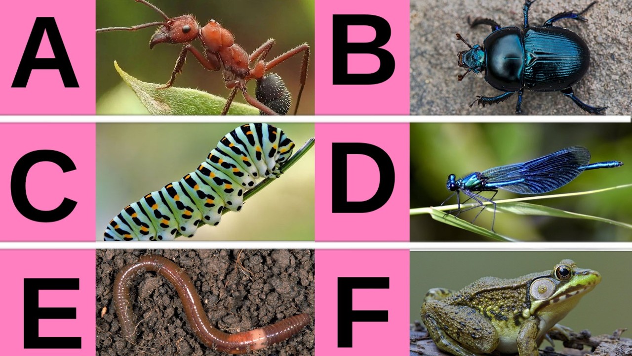 A to Z Crawling Animals Name 🐍🐜 | A to Z Crawling Animals with Uses | crawling animals | Rengne wale