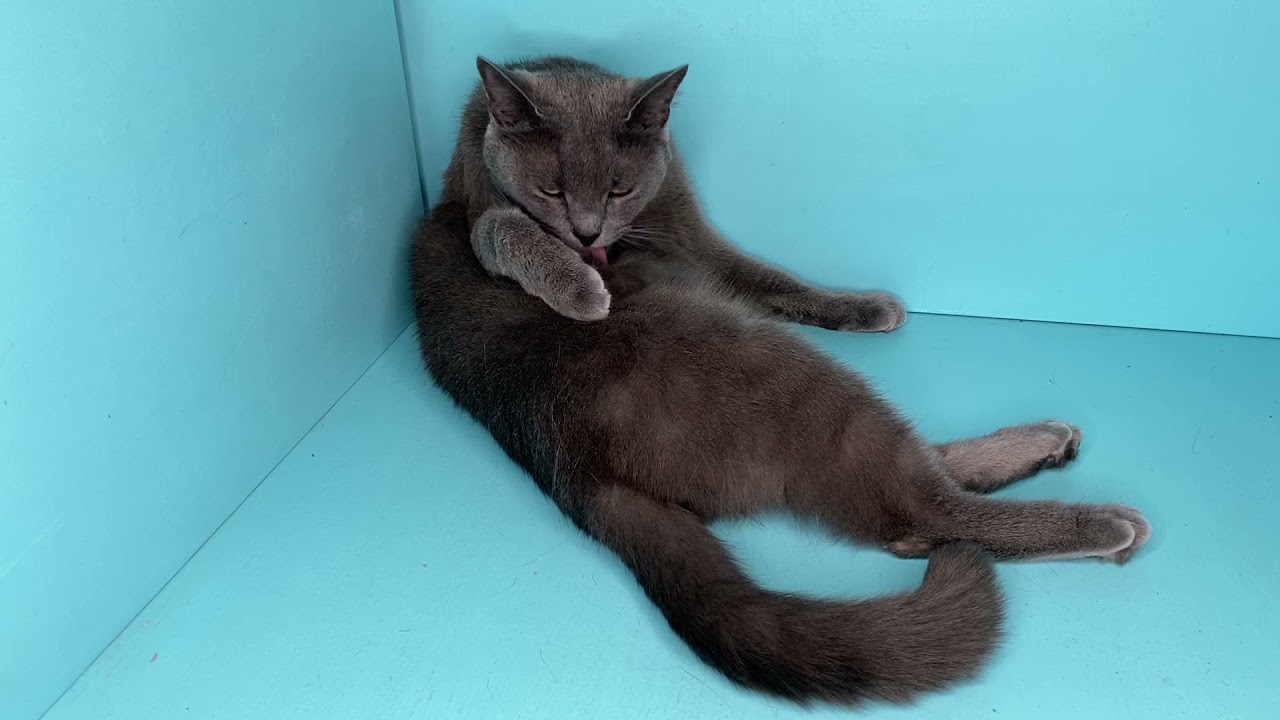 Какие классы кошек бывают Show Breed Pet классы пород кошек