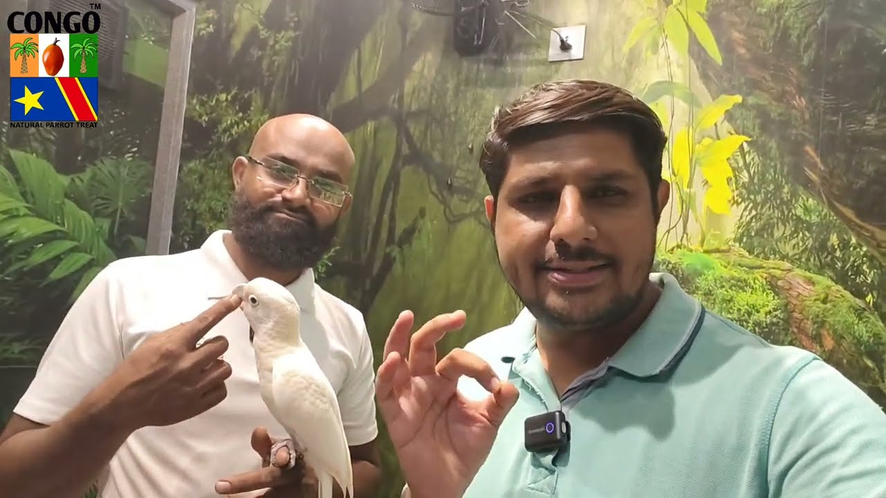 Hand Tamed Cockatoo, Sun Conure, Crimson Rosella Parrot | Bird Price in 2025 | Guli Guli Pet Shop