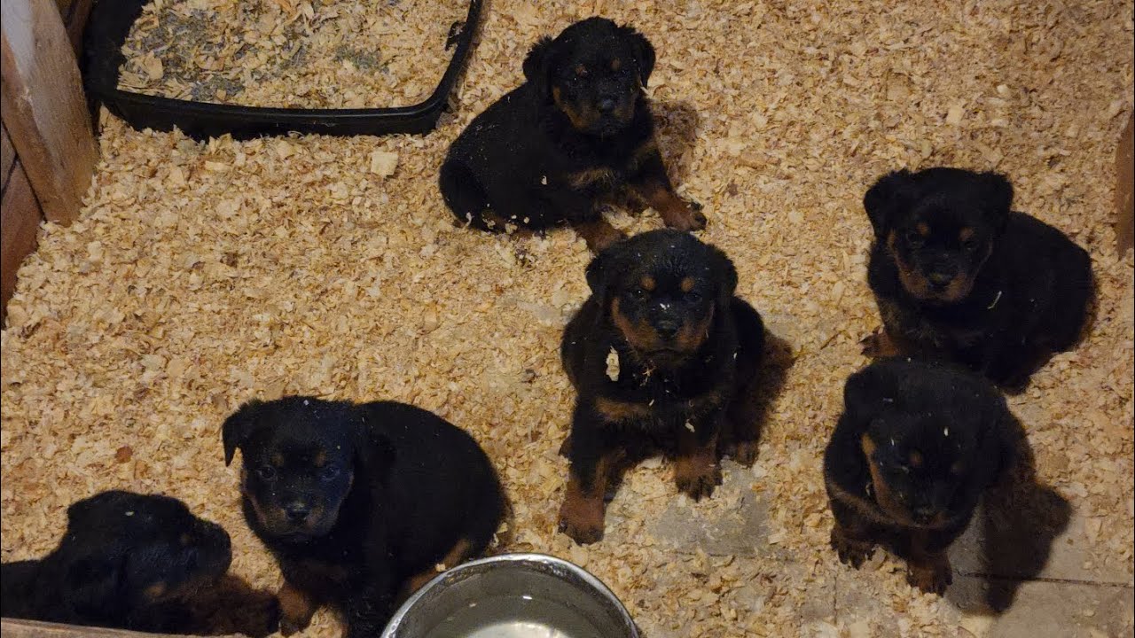 6WK OLD UPDATE ON THESE BIG BEAUTIFUL BABIES ALSO WANNA THANK EVERYONE FOR ALL THE LOVE/SUPPORT 