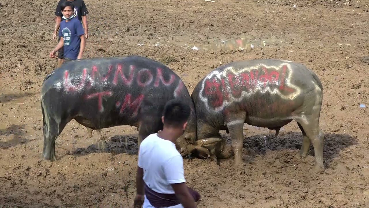 Adat Toraja Adu Kerbau (Tedong Silaga'): BATAK SLOW (Unnoni Team) Vs SI BANDEL (Timah Panas)