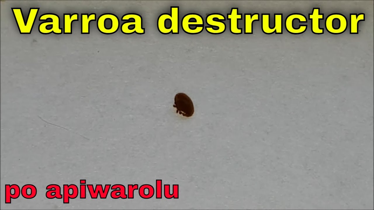 Osyp Warozy. | Budowa kolejnego ula z odzysku!