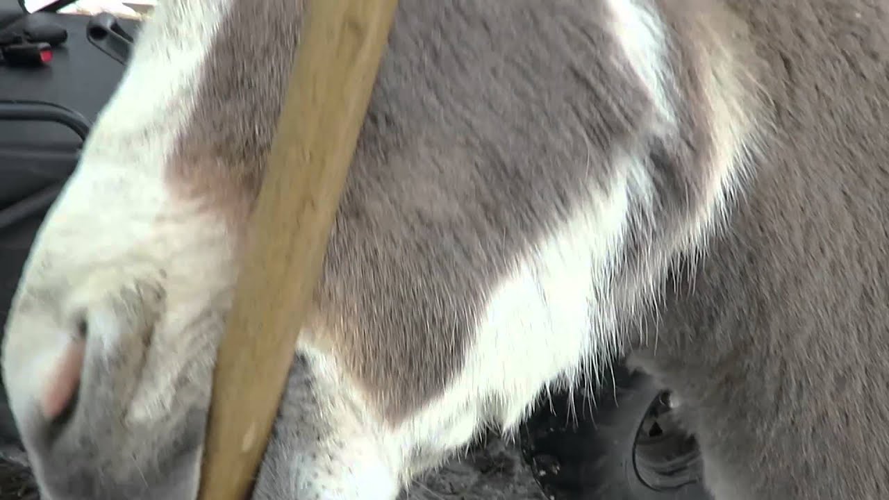 The Language of Donkeys
