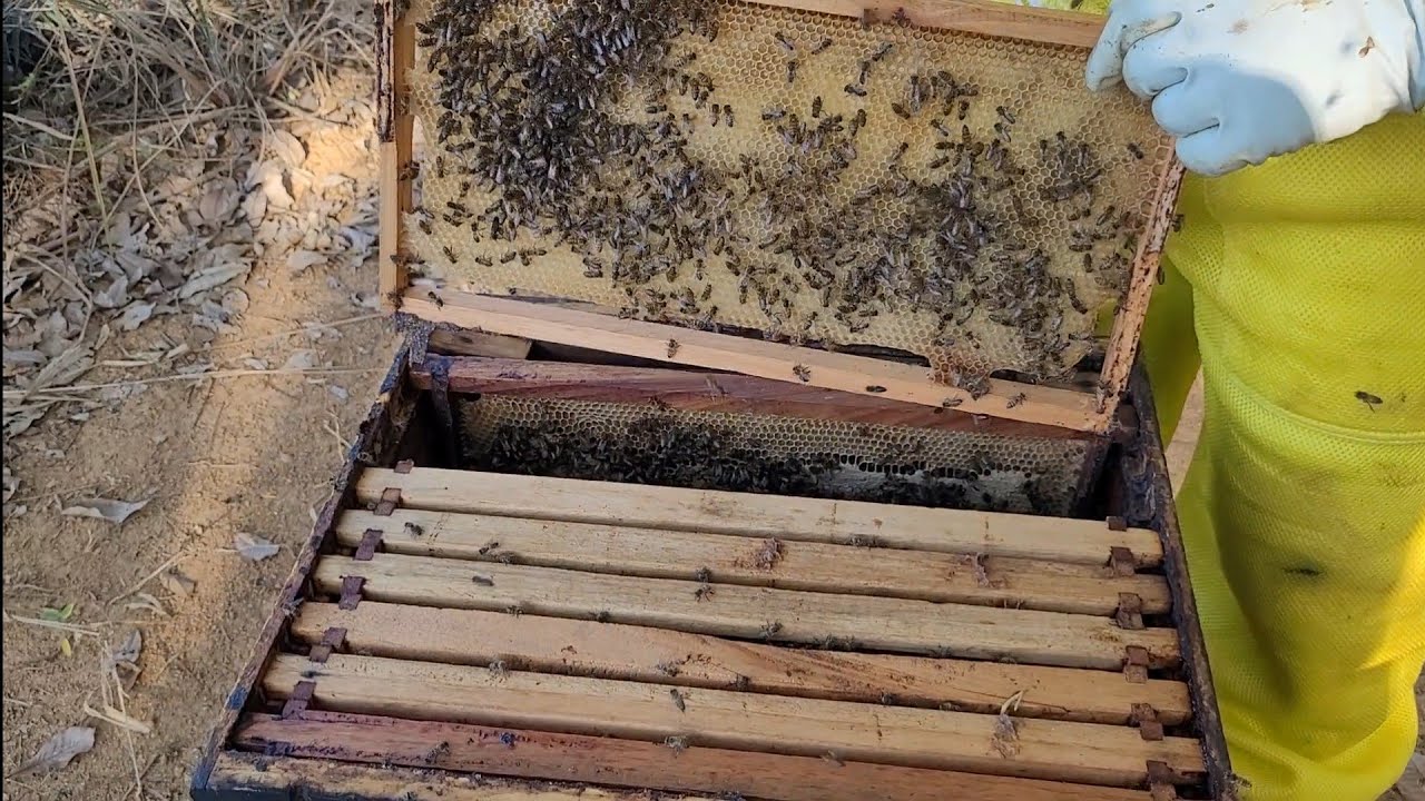 POR QUE? ALIMENTAR AS ABELHAS 🐝🙏