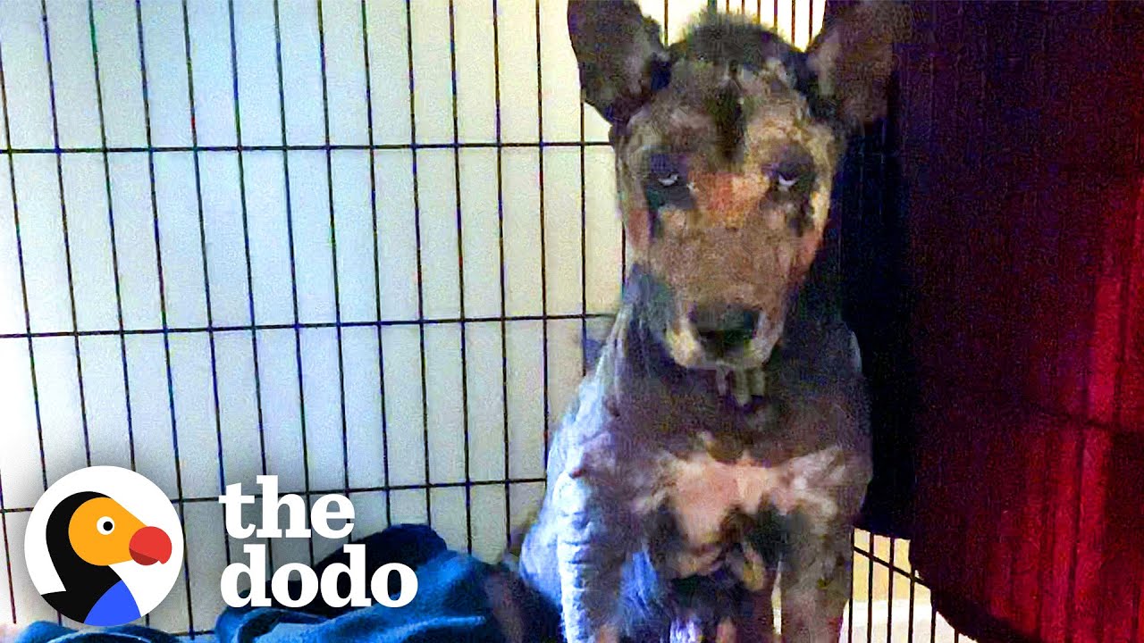 Hairless Husky Who Didn't Want To Be Touched Finally Grows All Her Hair Back | The Dodo