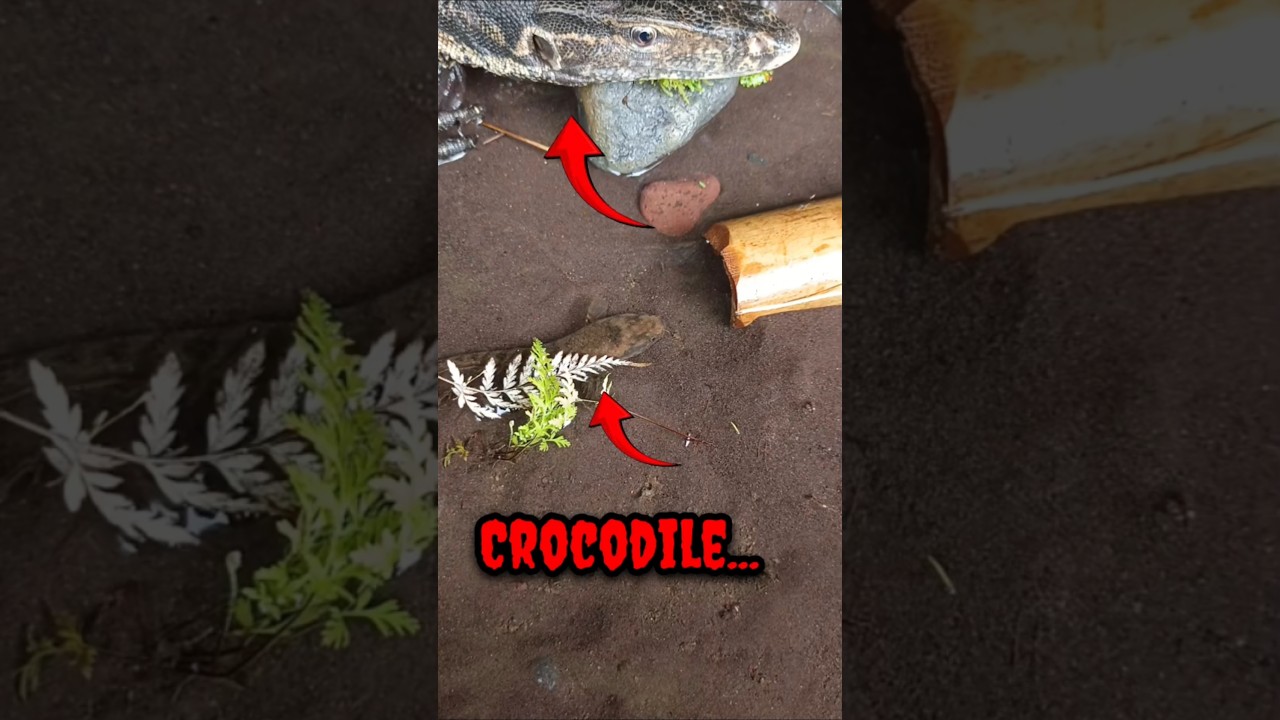 how to catch snakehead fish with frog lure - SNAKEHEAD FISH #shorts  #fish #channa #viralvideo