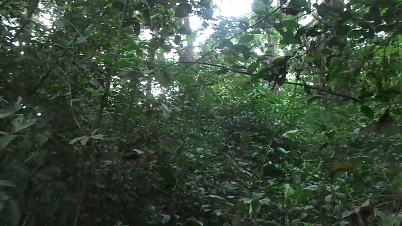 Tony With Monkeies On Tiwai Island Wildlife Sanctuary, Southeast Sierra Leone, 6 December 2024