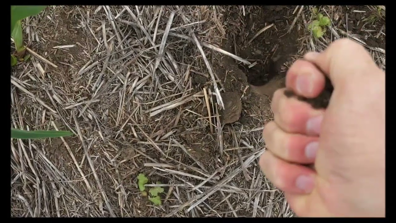 А как там кукуруза? No-till 10.06.2025