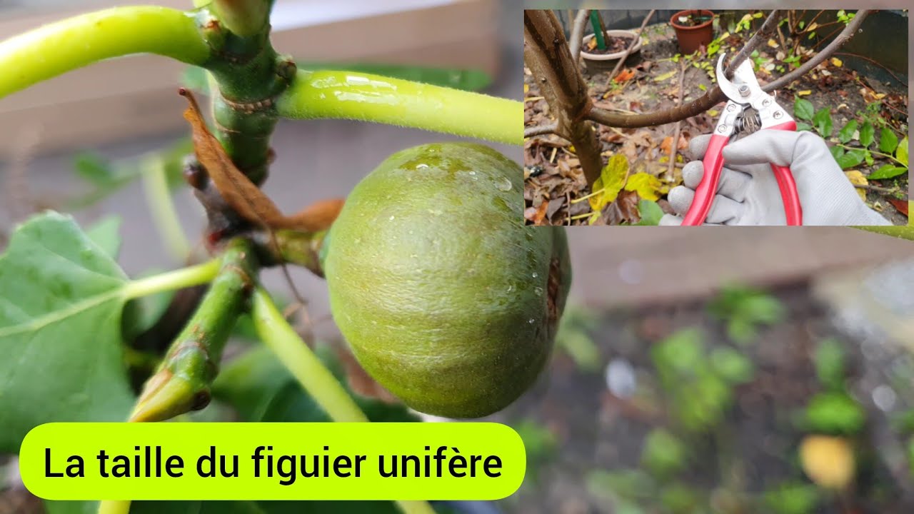 Comment je taille le figuier unifère ? 2025