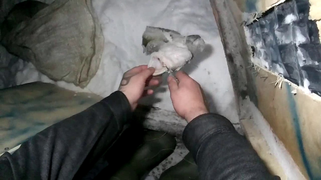 Рыбалка Налим на зимнюю удочку,налим на стук.