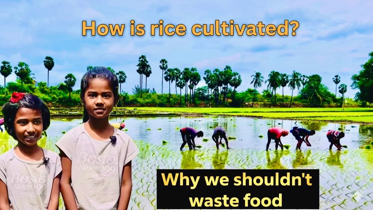 Rice Cultivation in Tamil | Paddy Field | Why We Shouldn’t Waste Food | VenbaInbaVlog
