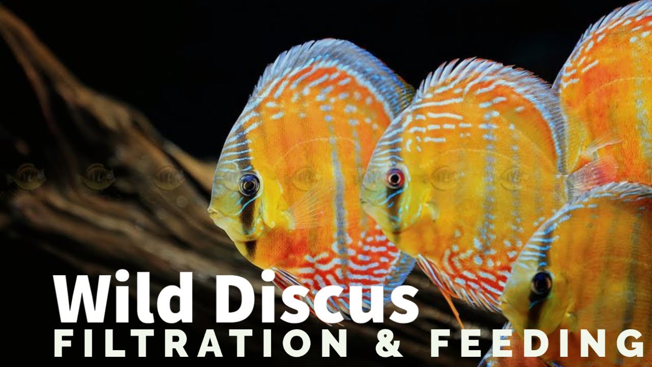 Wild Cuipeua Discus Filtrration and Feeding