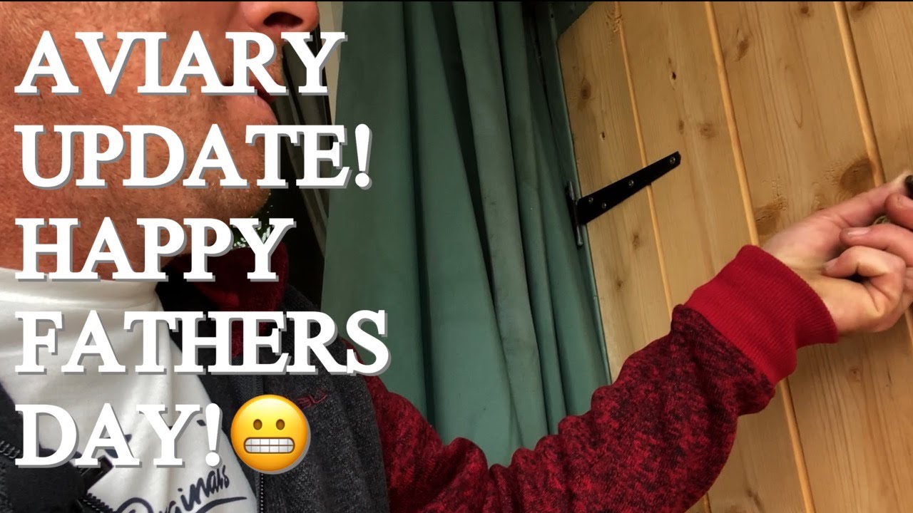 BIRD AVIARY UPDATE Budgies, Finches, Canaries, Quails and a Pheasant!?