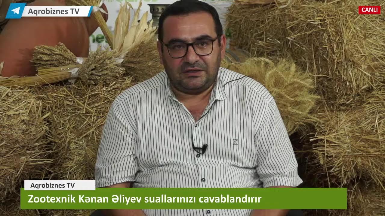 Buzovları necə yemləməli...