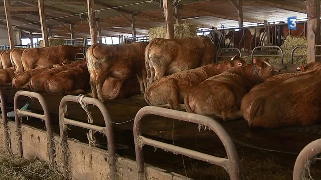 Fromage de Laguiole : un classique du salon de l'agriculture