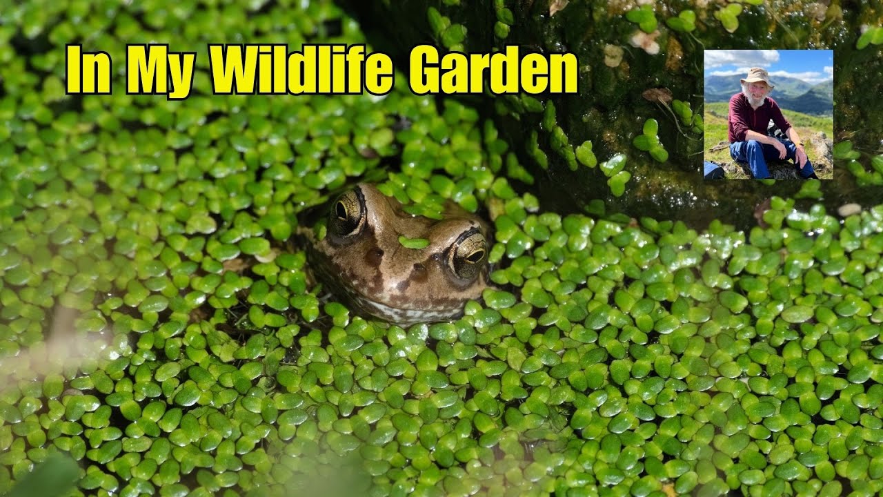REWILDED GARDEN - In My Wildlife Garden