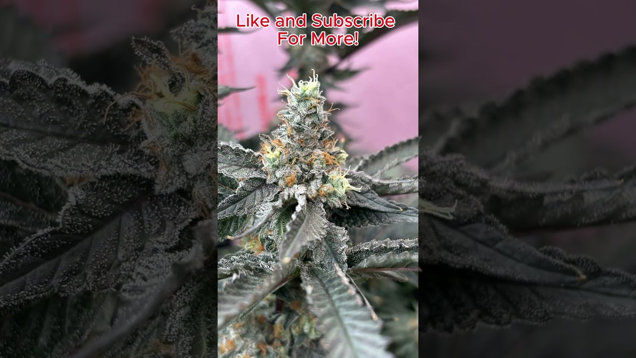 Topping Your Cannabis Plants!