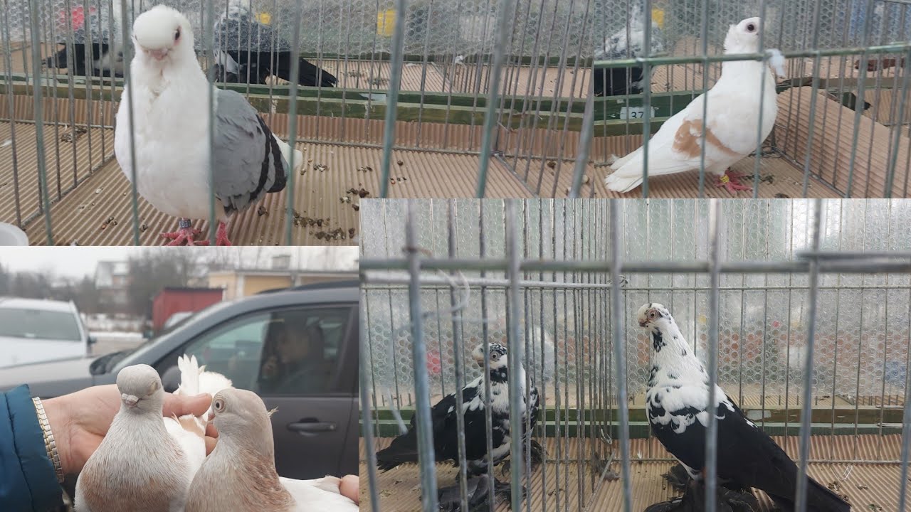 SUPER!!!!WYSTAWA TARGI W CIECHANOWIE 💥💣💥