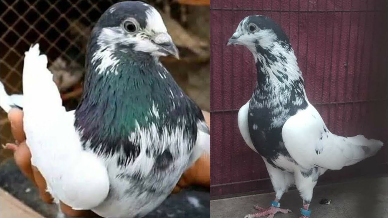 Ali Walay Pigeon Lahore Aizi Kabootar Bazi Lovers