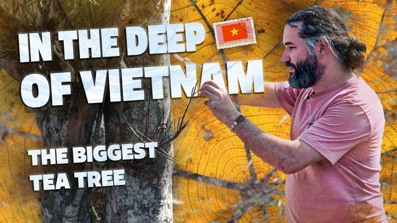 In the deep of Vietnam. The biggest tea tree