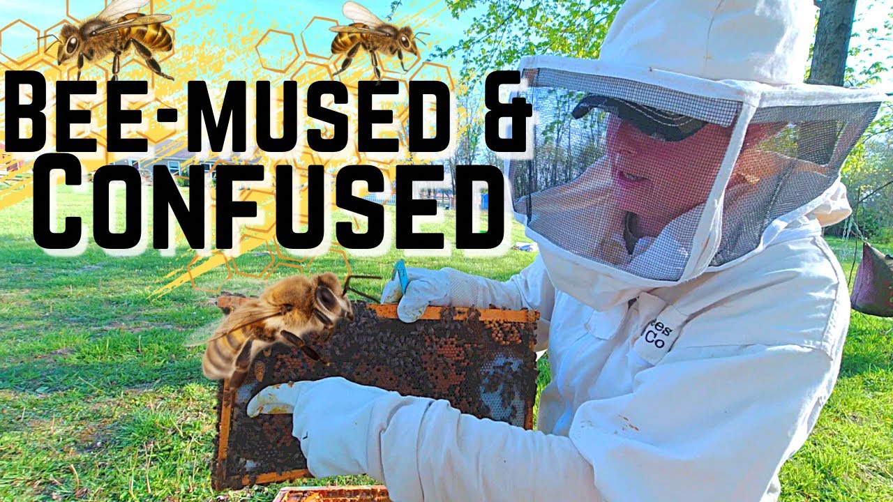 Did We Miss ANOTHER Swarm?  Creating a Walk Away Split From A Healthy Honeybee Hive