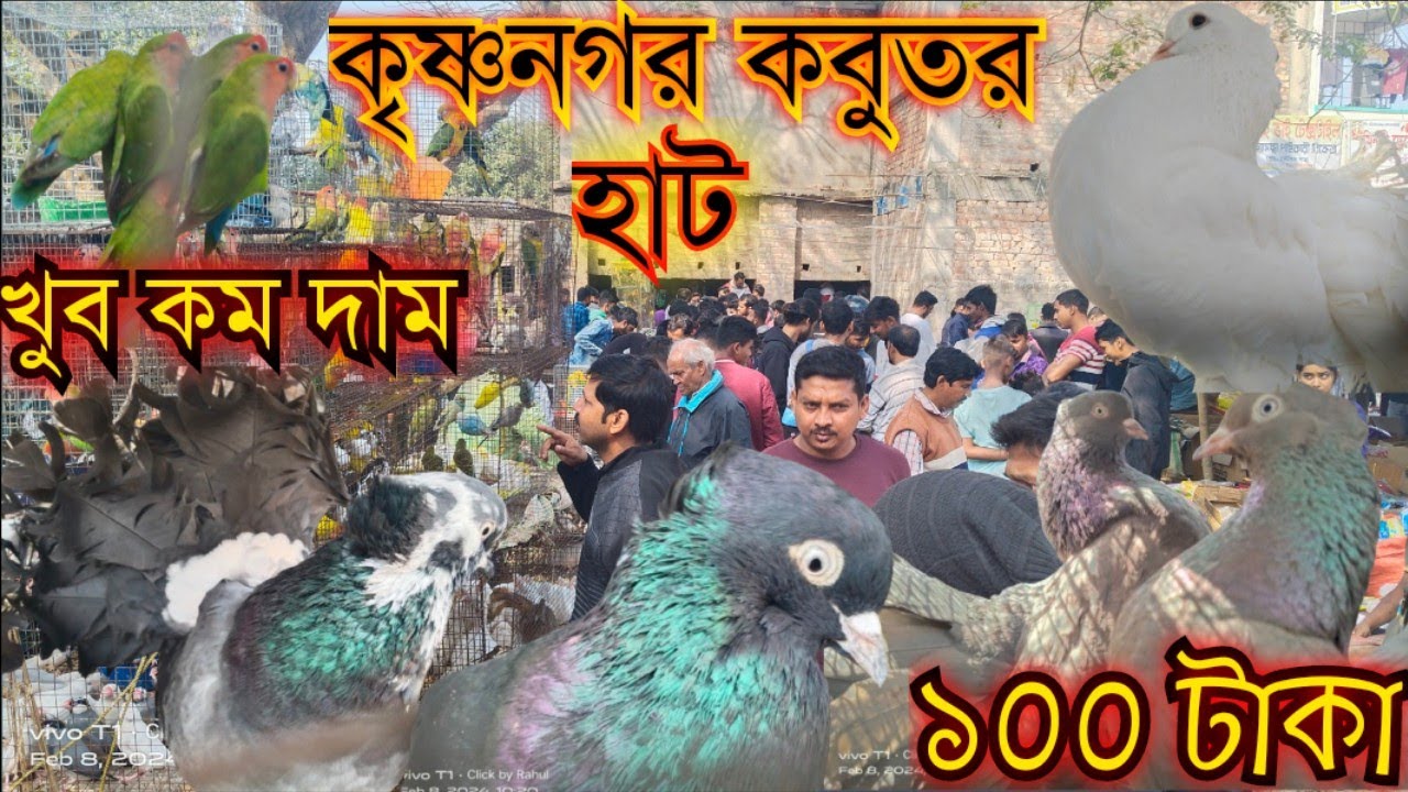 কৃষ্ণনগর “কবুতর