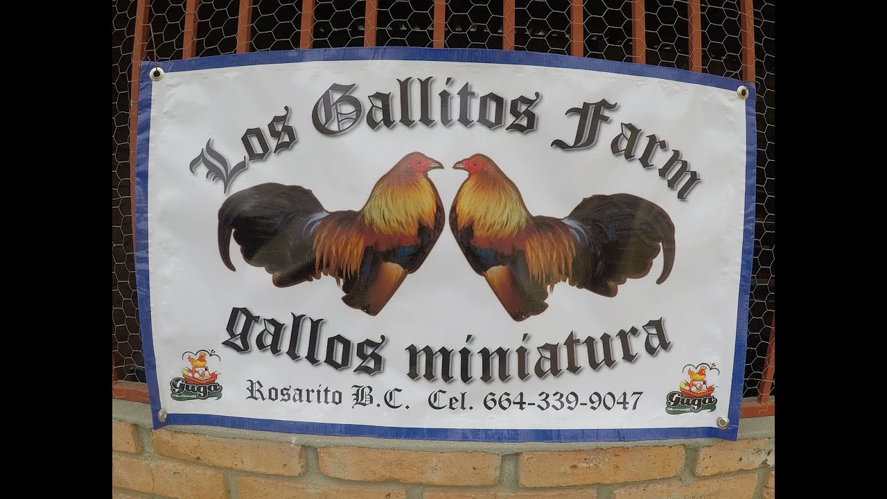 Visitando criadero Los Gallitos Farm, criadero de gallitos miniatura Azteca!!