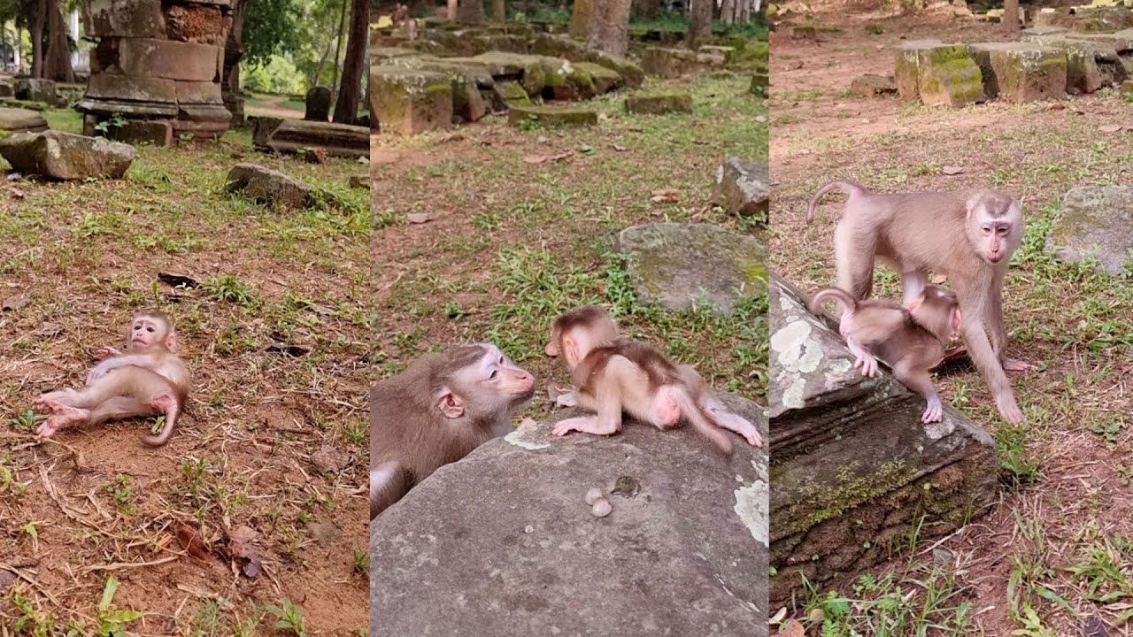 Very cutie clip small newborn baby monkey playing with mom great protection