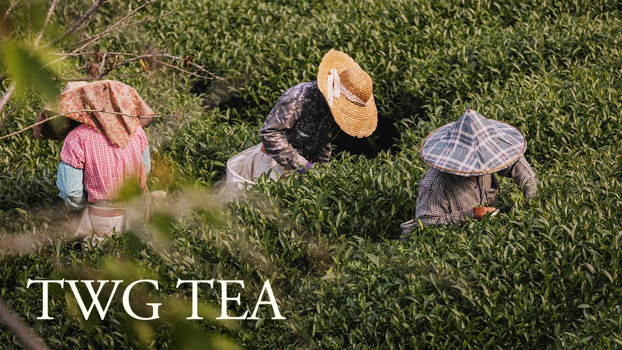 TWG Tea Origin Stories | Above the Clouds of Alishan