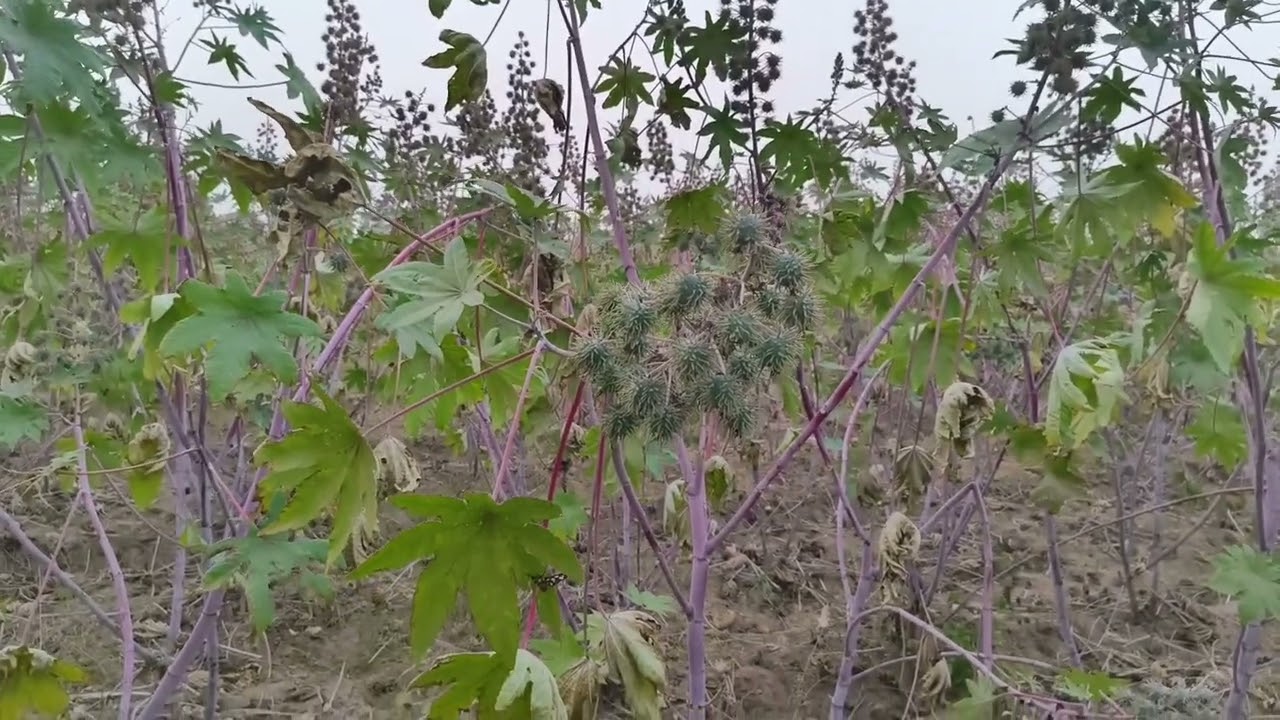 Chhota Sa Paudha, Badi Si Khushi