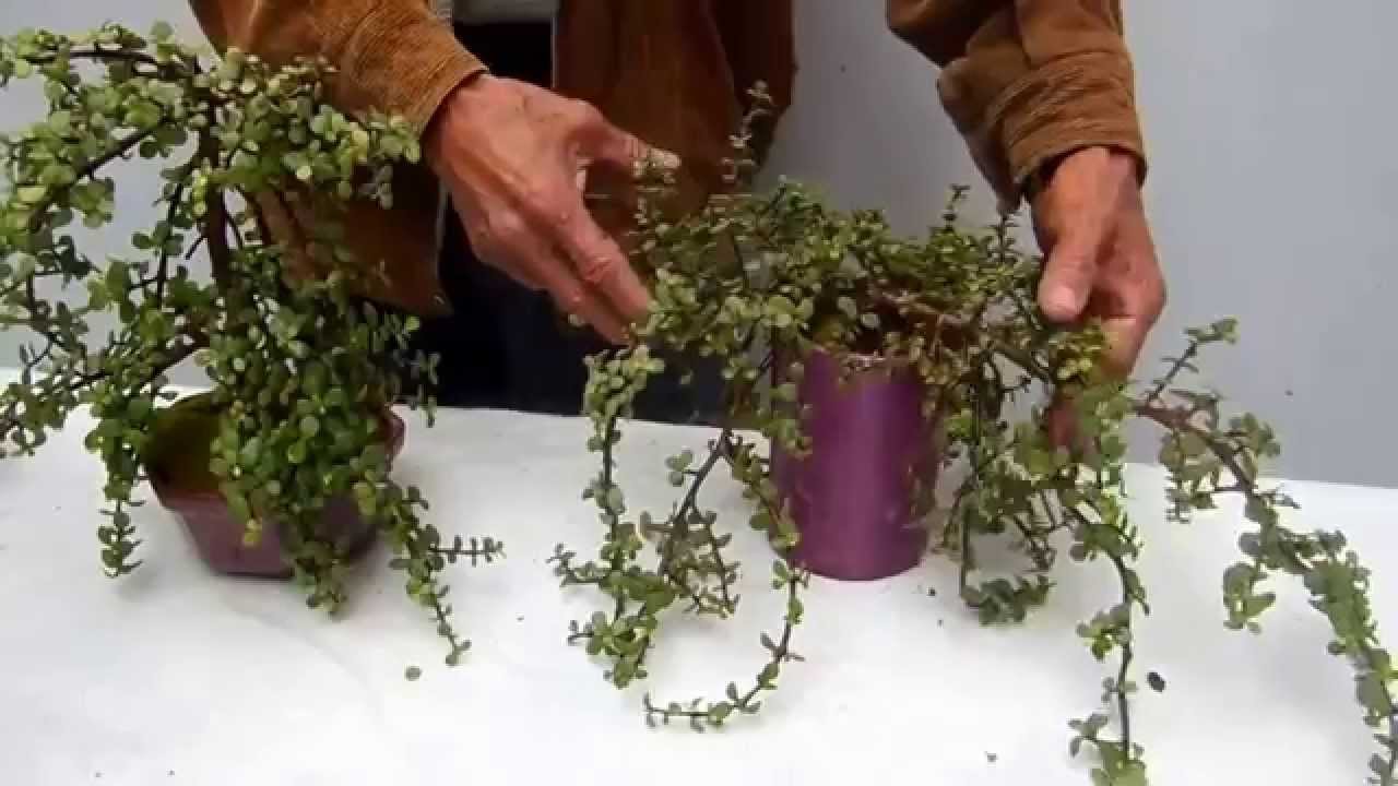 Poda benigna de 6 Portulacarias