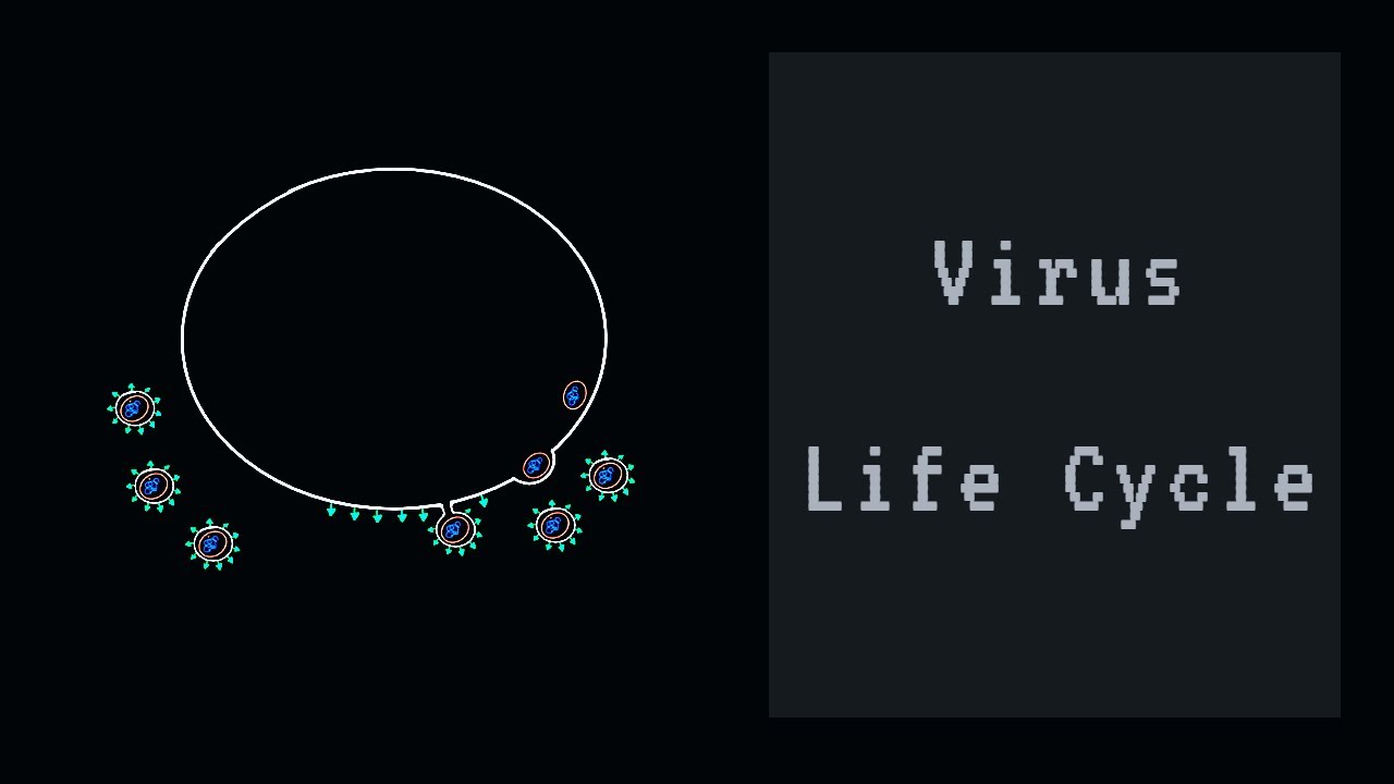 The Life Cycle of Viruses