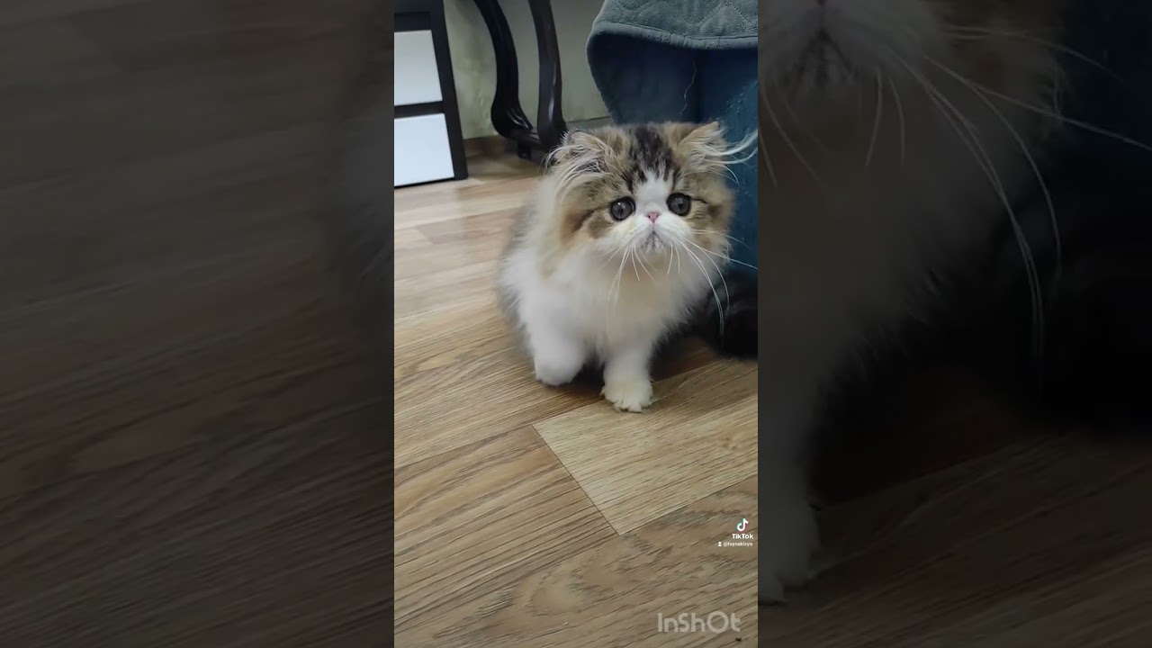 #kittens #cutepets #cute #exotic #cattery #adorable #awesome #sweetpets #super