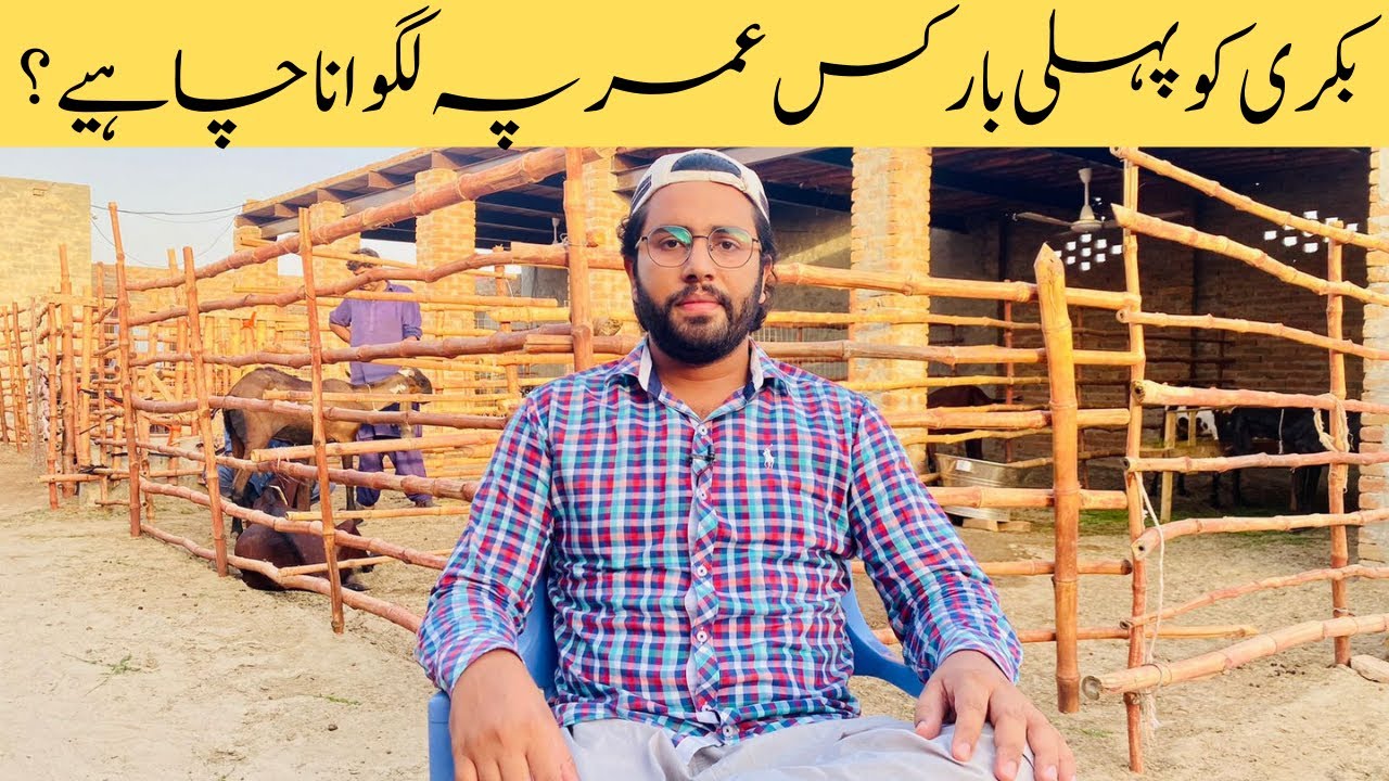 At What Age Goat should be bred First Time | Goat Breeding || بکری کو پہلی بار کس عمر پہ کراس کروانا