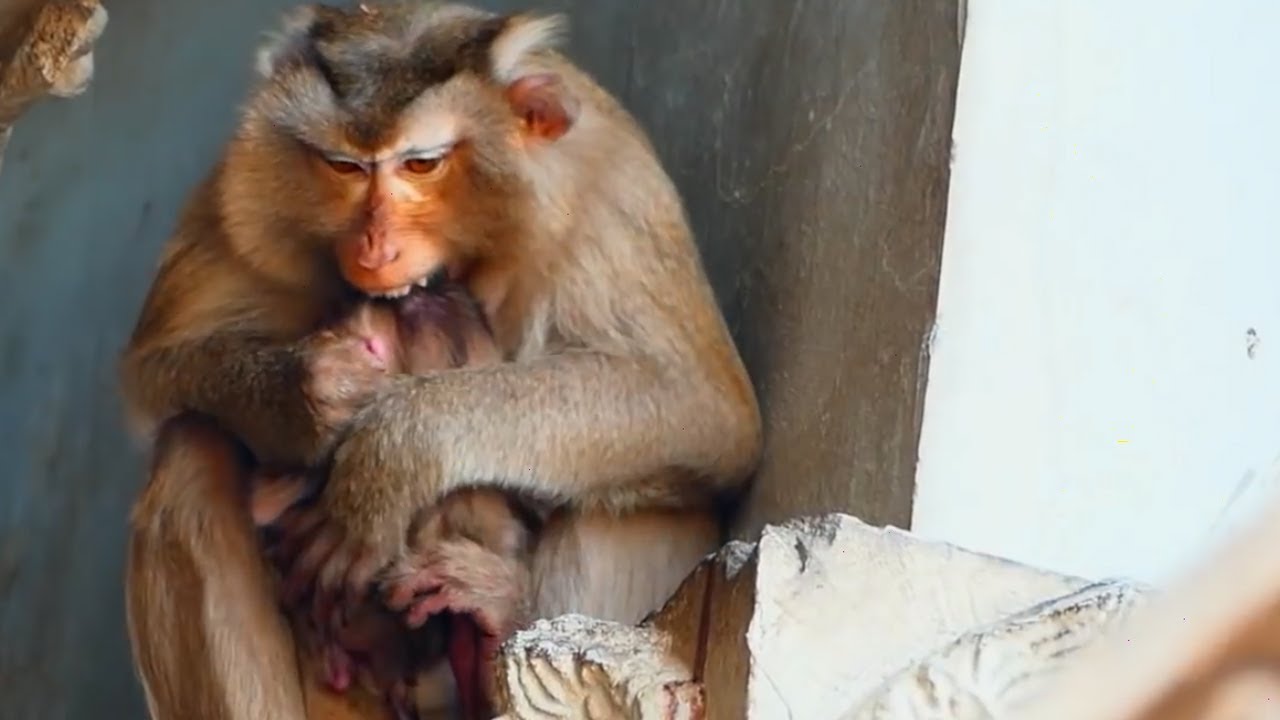 Breaking heart ! Molla b.i.t.e.s newborn Molly cry a l-o-u-d-ly - But now baby hungry milk so pity