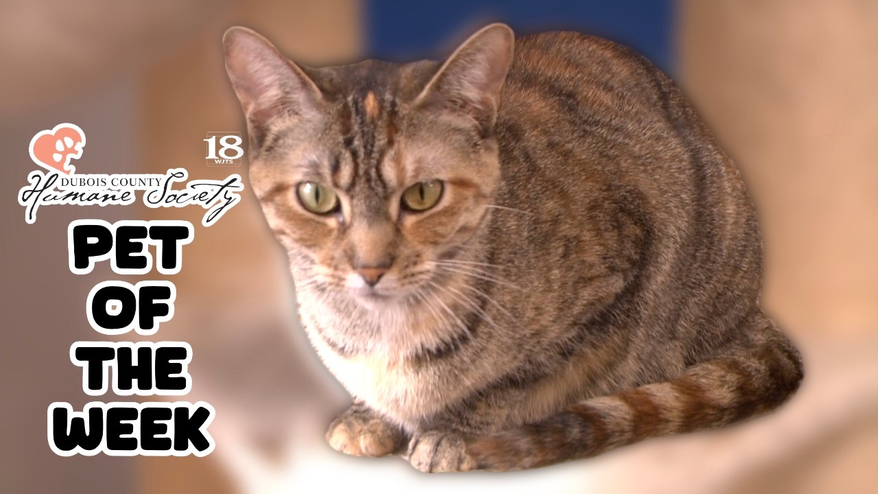 Meet Sapphire, The Dubois County Humane Society Pet of The Week!