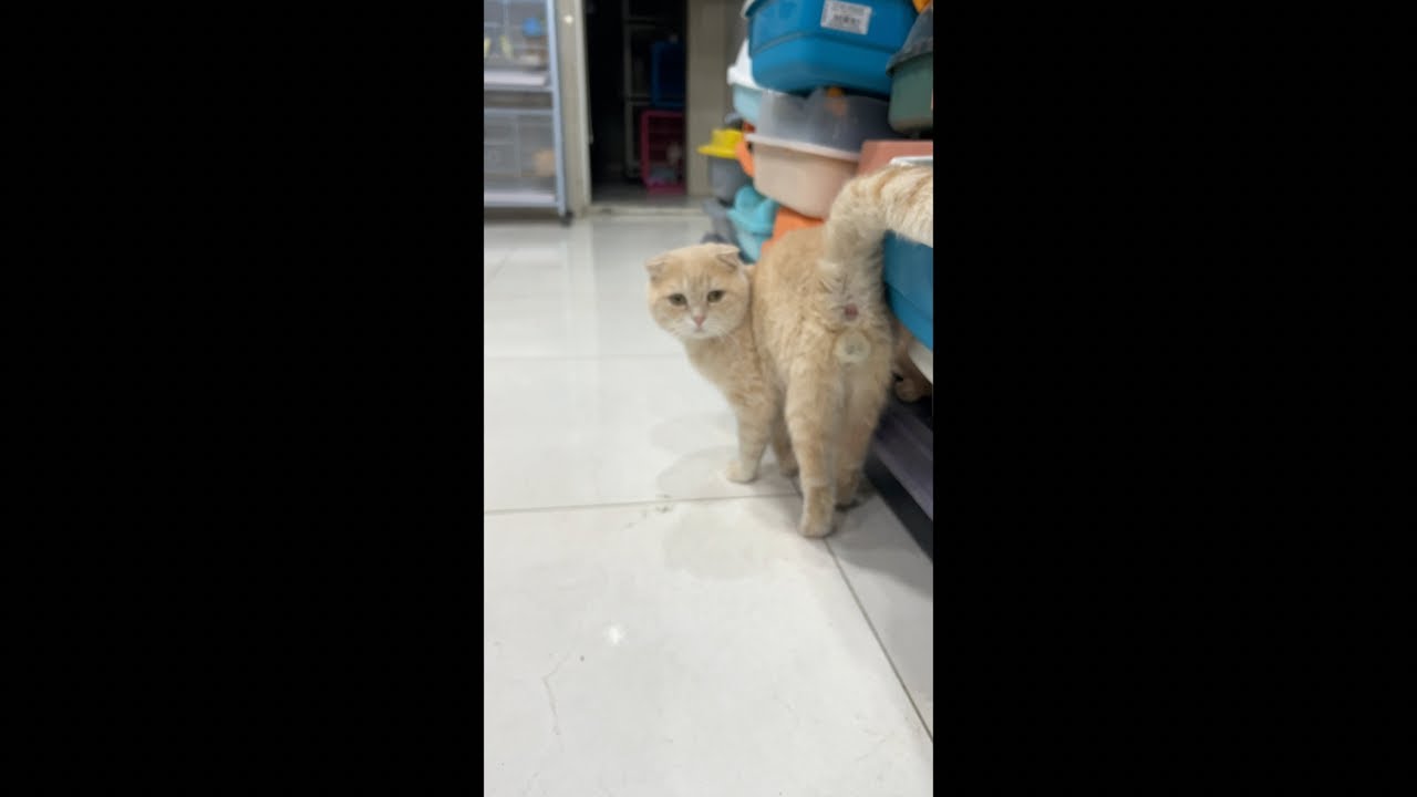 AjMiR is Cat is live cats videos 🐈😸