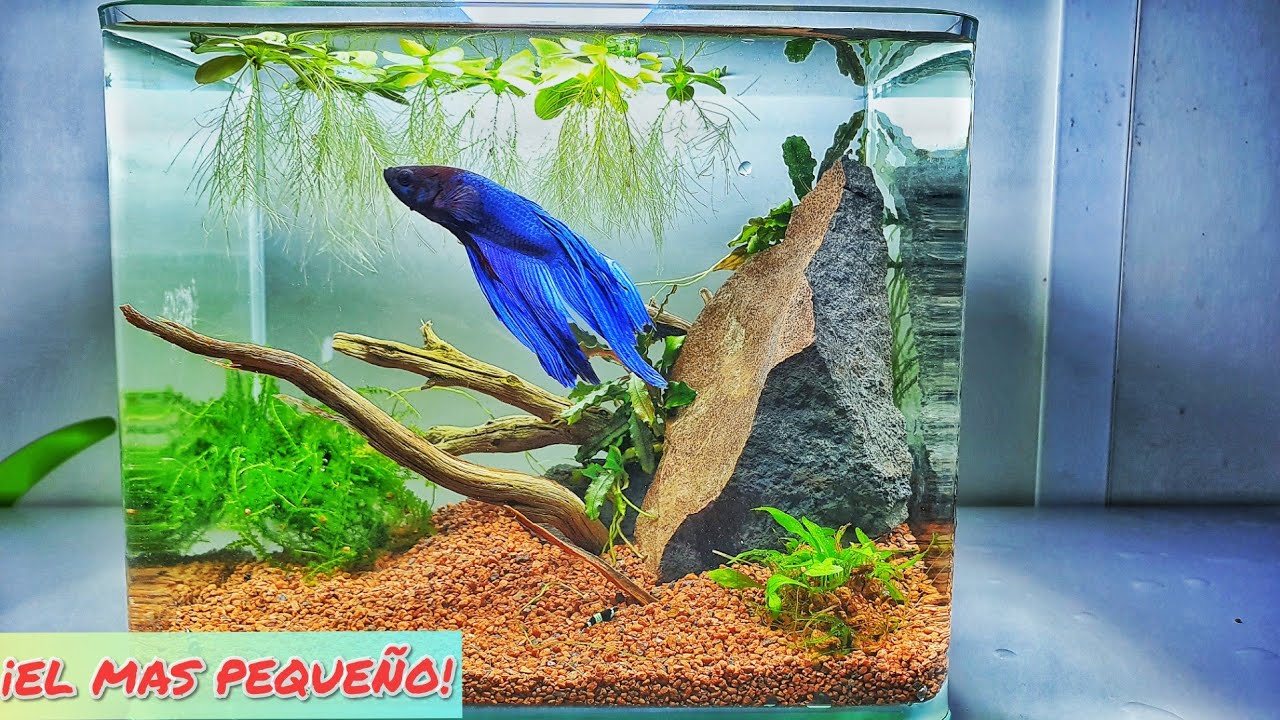ACUARIO DE 3 LITROS SIN FILTRACIÓN / LESS THAN 1 GALLON FISH TANK