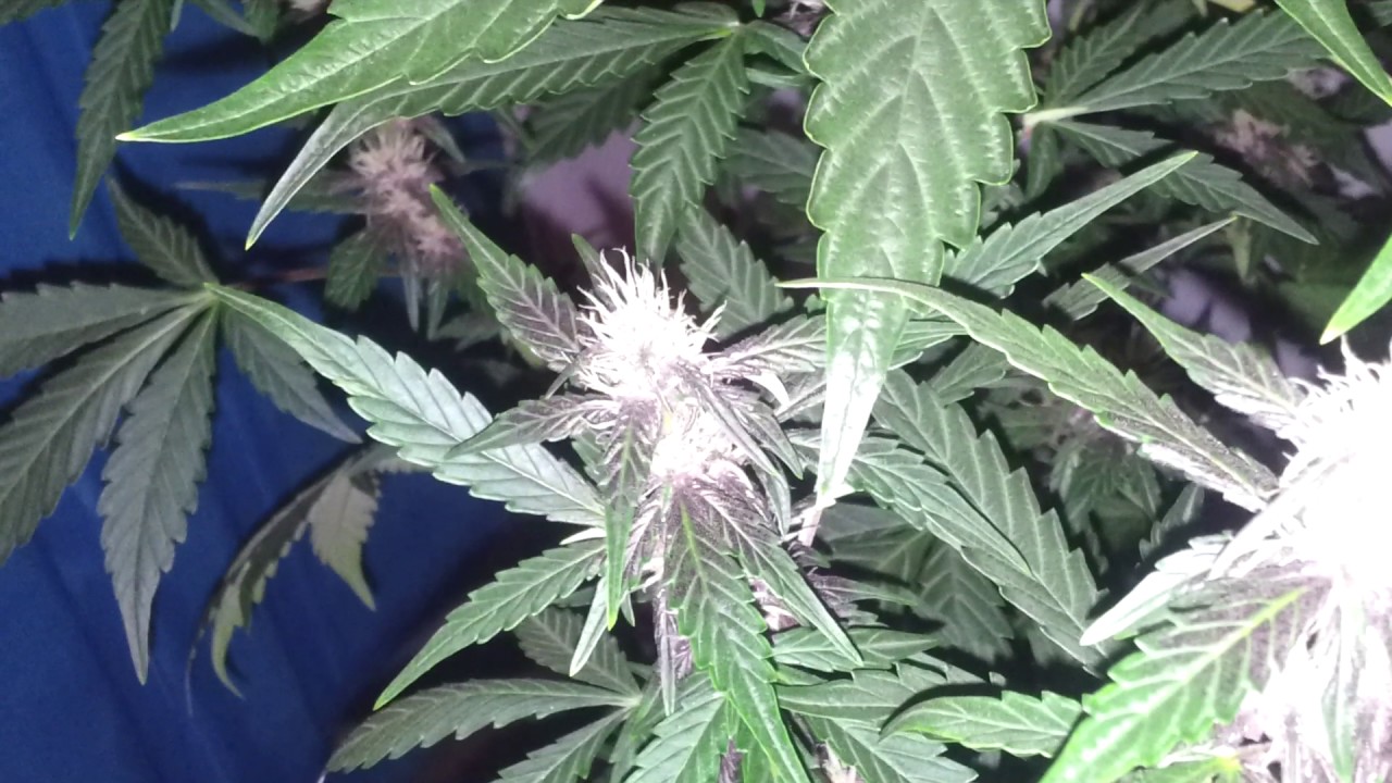 Auto dark purple day 36  purple  bud  og  kush   x   purple   kush
