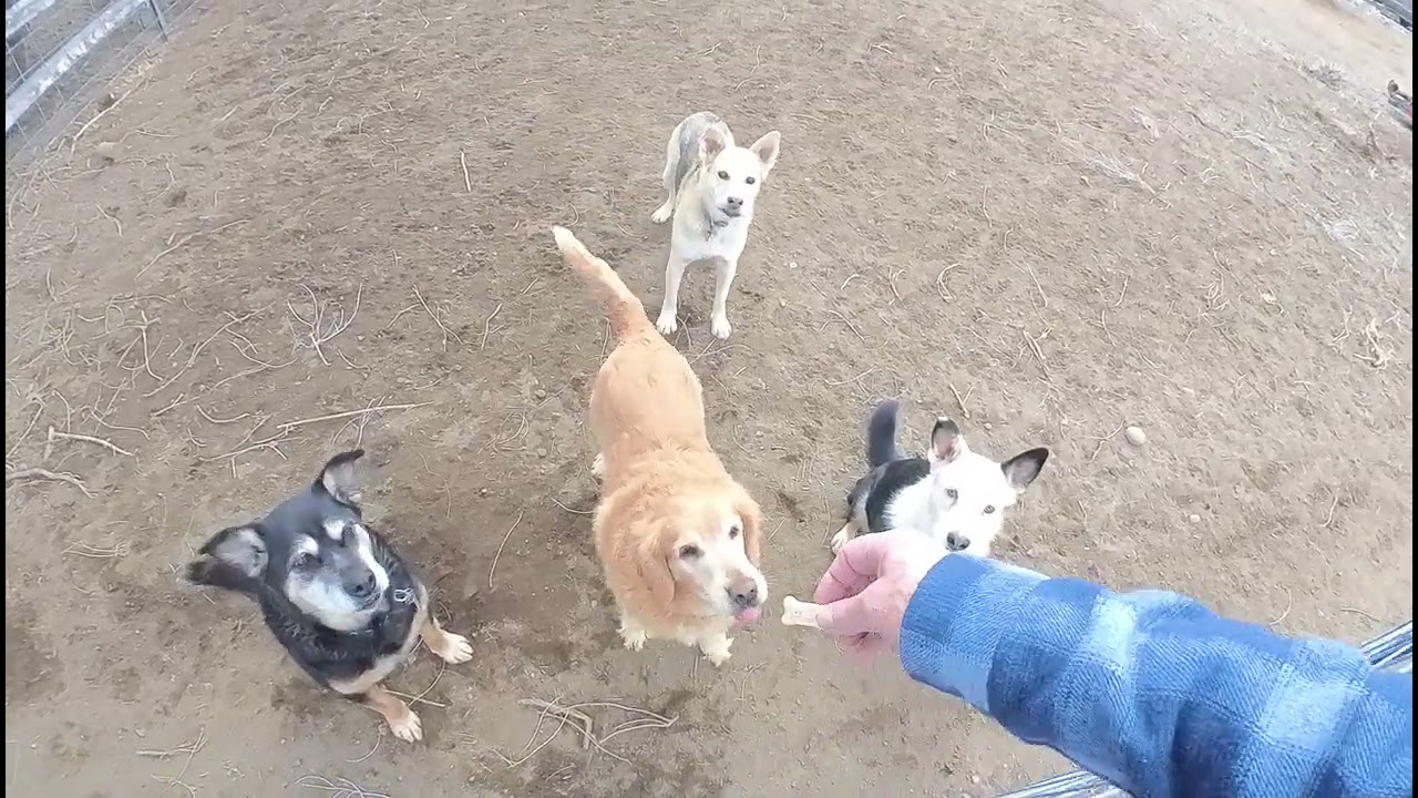 Noodle and His Dog Friends