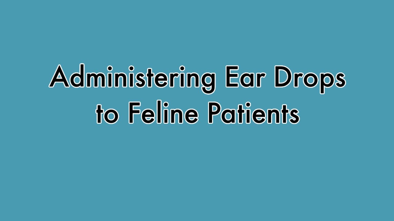 How To Give Your Cat Ear Drops