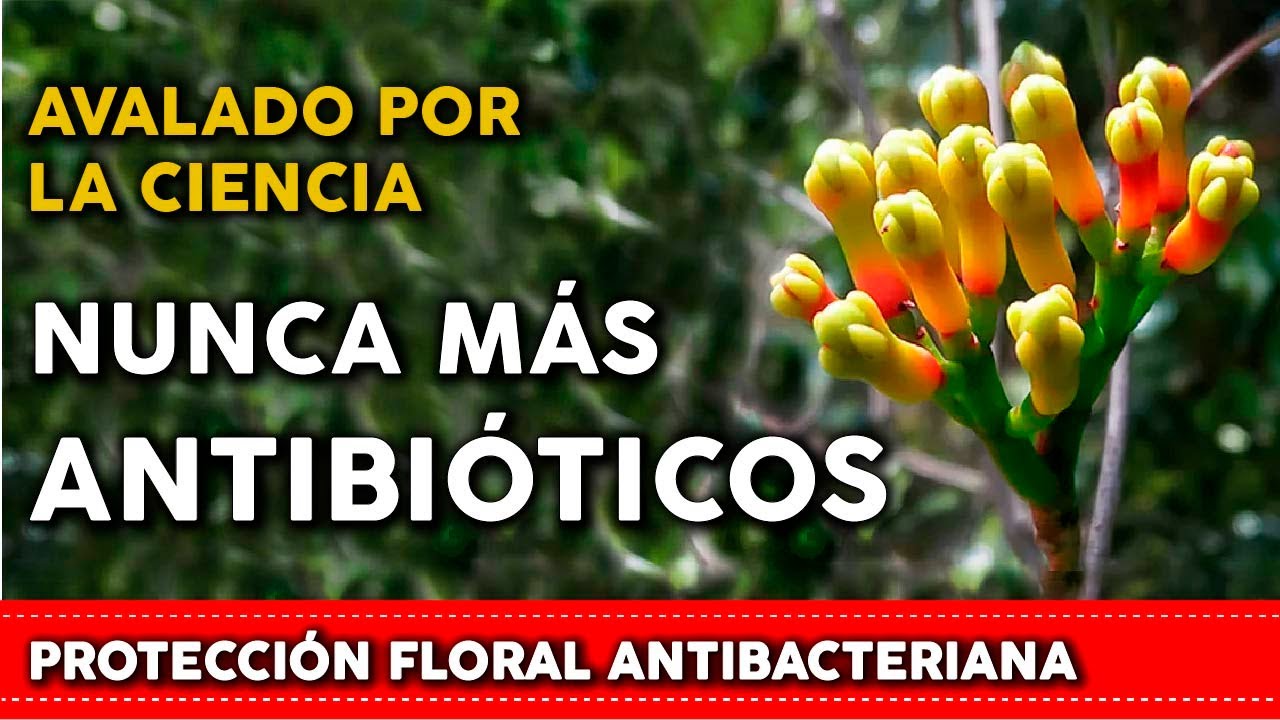 6 Plantas que son ANTIBIÓTICOS Naturales
