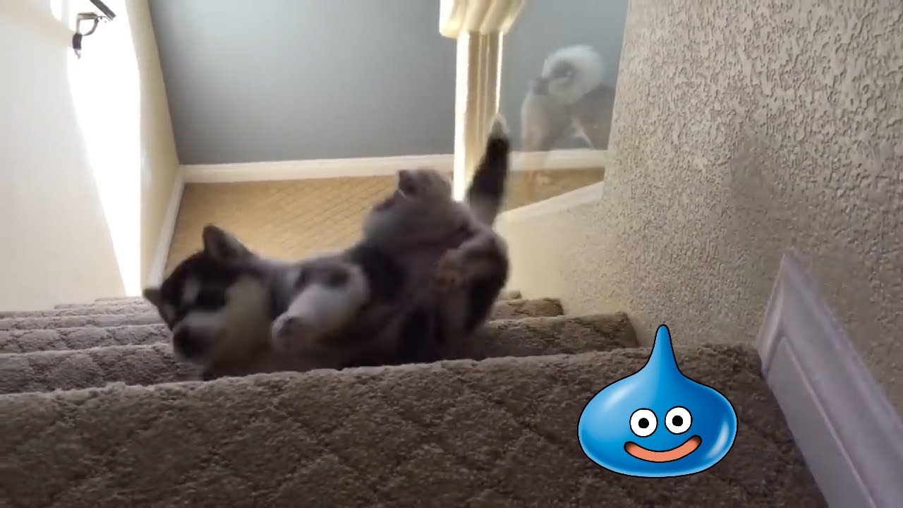 The DQ4 battle theme sounds like falling down stairs
