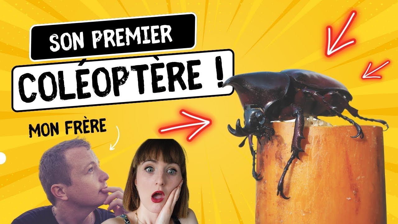 Je lui offre son premier coléo ! Tuto terrarium insectes