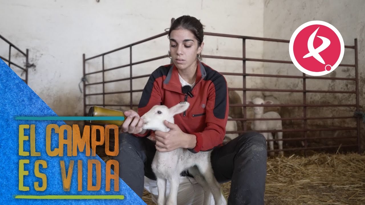 Este borrego le dio un buen susto a Esther | El campo es vida