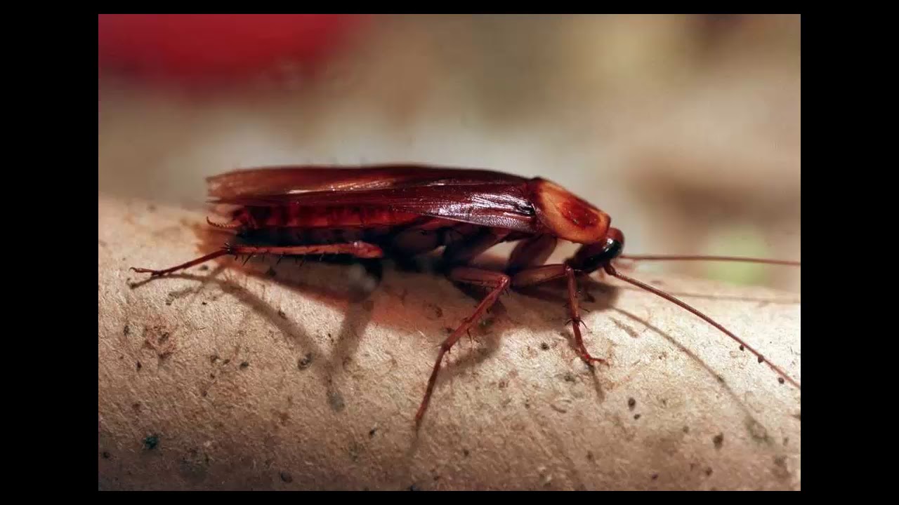 Cockroach control mumbai - National pest control service