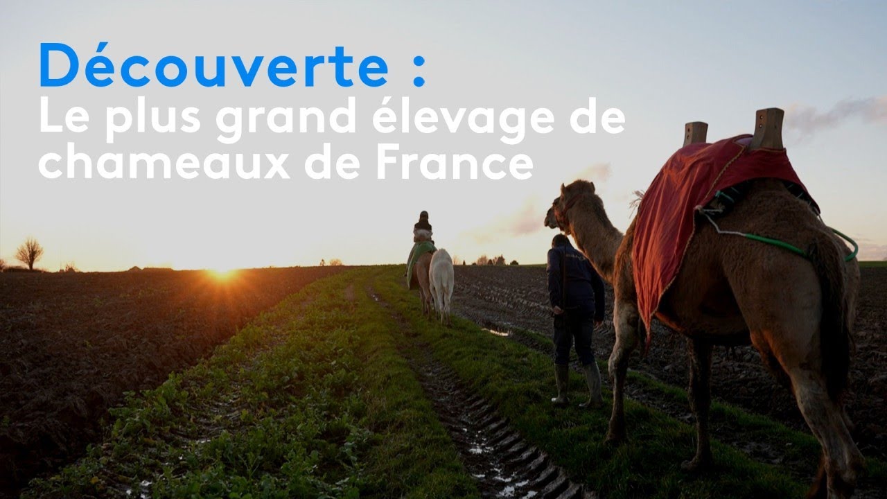 Découverte : le plus grand élevage de chameaux de France