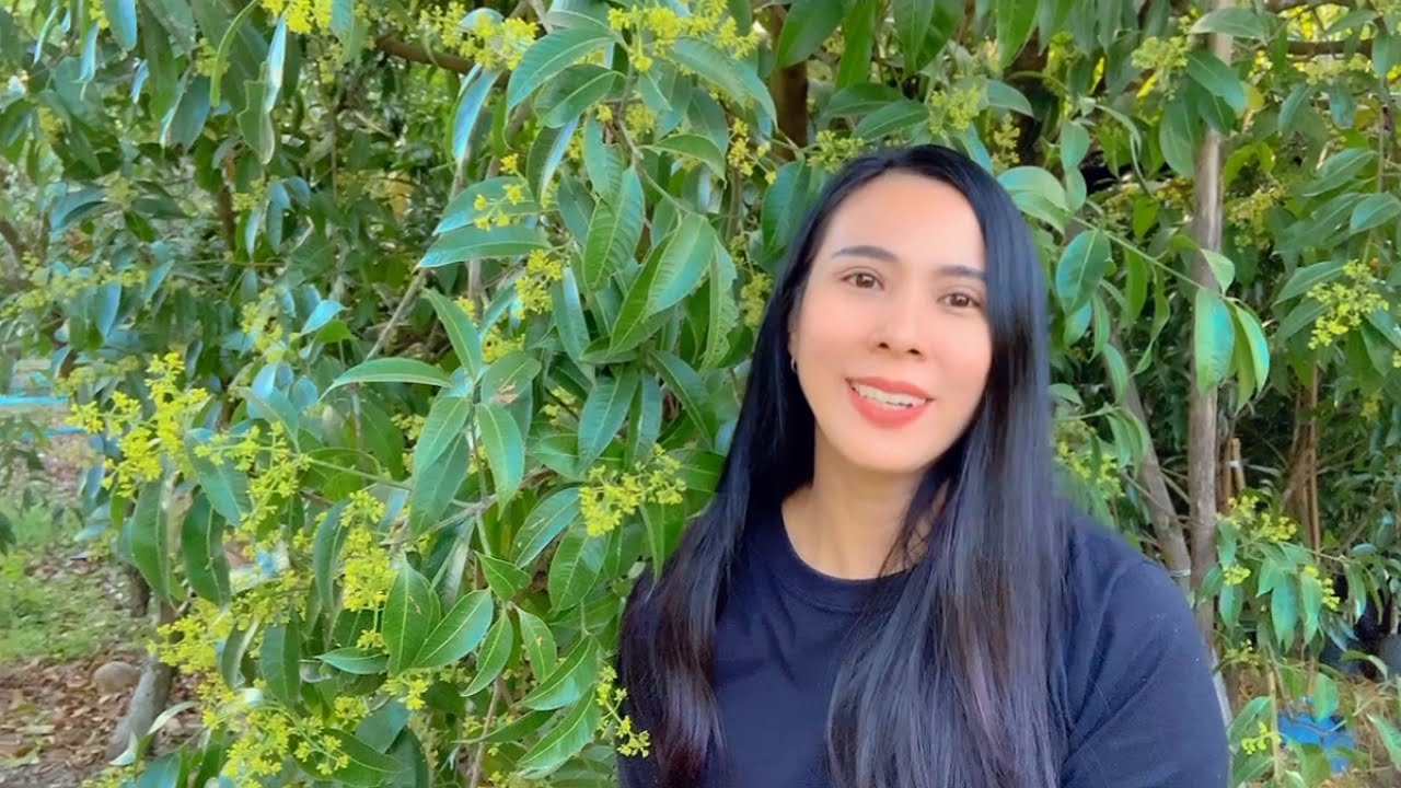 แนะนำตัวช่วยให้มะยงชิด ติดช่อดอก ออกผล ลูกใหญ่ ขั้วเหนียว ไม่หลุดร่วงง่าย