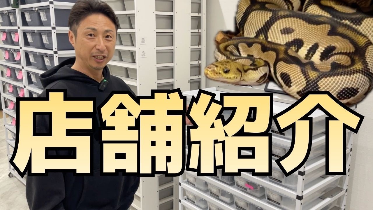 【NEW OPEN】新たなボールパイソン専門店 店舗紹介！